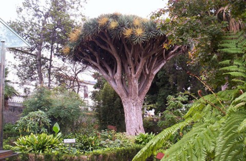 Hijuela-del-botanico