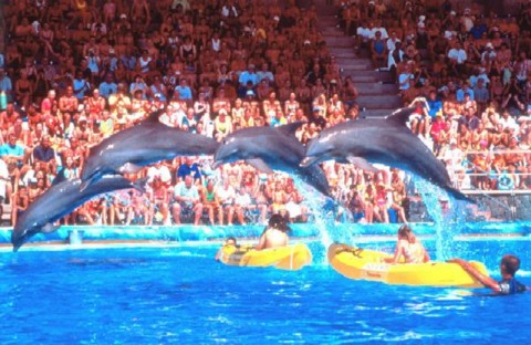 delfines-aqualand