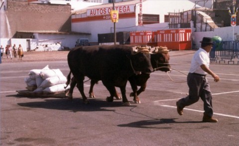 arrastre-ganado