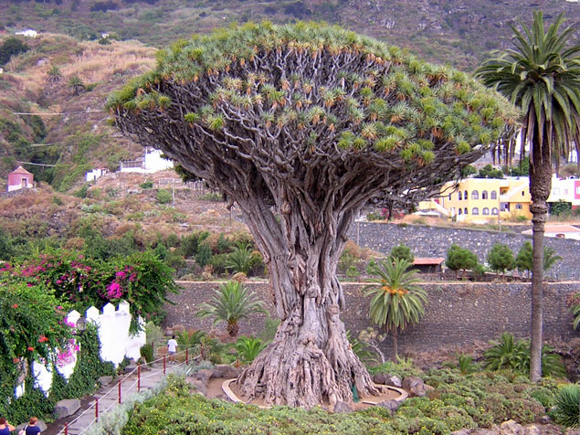 TRASLADARSE POR TENERIFE