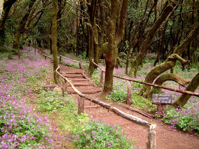 senderos en Tenerife